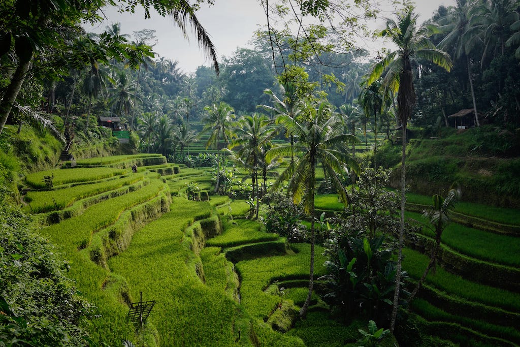 Rice fields in Bali